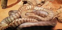 Besuch im Featherdale Wildlife Park