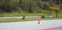 Fahrt zum Tsitsikamma-Nationalpark