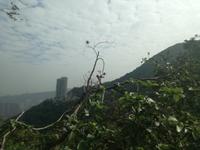 Hongkong