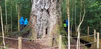 In der Umgebung vom Tsitsikamma-Nationalpark