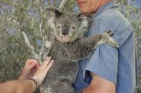 Kuranda bei Cairns