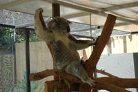 Kuranda bei Cairns