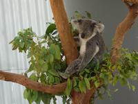Kuranda bei Cairns