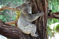 Kuranda bei Cairns