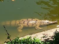 Kuranda bei Cairns