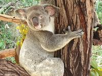 Kuranda bei Cairns