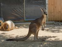 Kuranda bei Cairns
