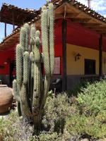 Mittagessen Chile