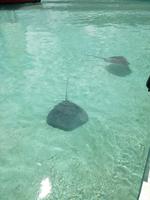 Moorea