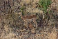 Pirschfahrt im Pilanesberg-Nationalpark, Südafrika