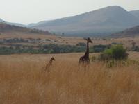 Pirschfahrt im Pilanesberg-Nationalpark, Südafrika