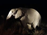 Pirschfahrt im Pilanesberg-Nationalpark, Südafrika