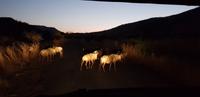 Safari im Pilanesberg Nationalpark