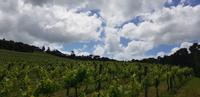 Weinverkostung im BRICKSBAY Weingut 