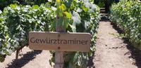 Weinverkostung im Concha Y Toro - Chile