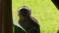  In unserer Lodge am Zambezi - grüne Meerkatzen