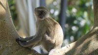  In unserer Lodge am Zambezi - grüne Meerkatzen