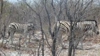 ... Zebras