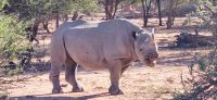 06 Spitzmaulnashorn