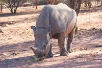 07 Spitzmaulnashorn