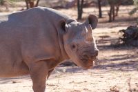 08 Spitzmaulnashorn