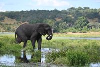 10. Tag - Chobe Nationalpark - Elefant (11)