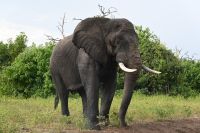 10. Tag - Chobe Nationalpark - Elefant (2)