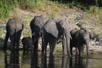 10. Tag - Chobe Nationalpark - Elefant (6)