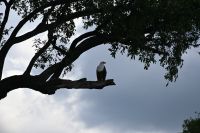10. Tag - Chobe Nationalpark - Fischadler