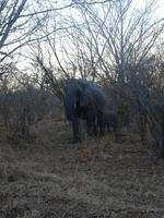 Die erste Begegnung mit Elefanten