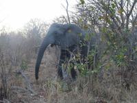 Im Chobe Nationalpark