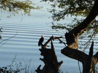 Im Chobe Nationalpark