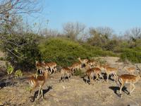 Im Chobe Nationalpark