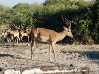 Im Chobe Nationalpark