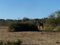 Im Chobe Nationalpark