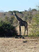 Im Chobe Nationalpark