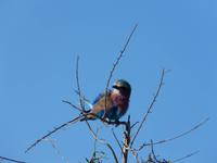 Im Chobe Nationalpark