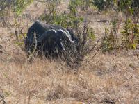 Im Chobe Nationalpark