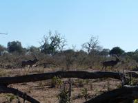 Im Chobe Nationalpark