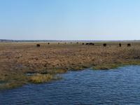 Fahrt auf dem Chobe