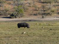 Fahrt auf dem Chobe
