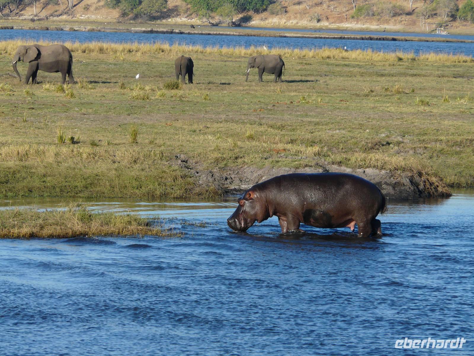 Fahrt auf dem Chobe