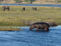 Fahrt auf dem Chobe