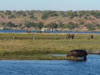Fahrt auf dem Chobe