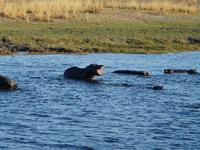 Fahrt auf dem Chobe