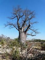 In der Savuit-Region