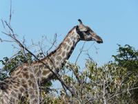 In der Savuit-Region