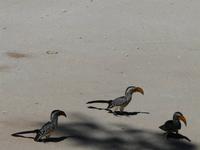 In der Savuit-Region