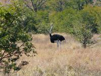 In der Savuit-Region