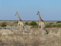 In der Savuit-Region